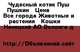 Чудесный котик Пуш-Пушкин › Цена ­ 1 200 - Все города Животные и растения » Кошки   . Ненецкий АО,Волонга д.